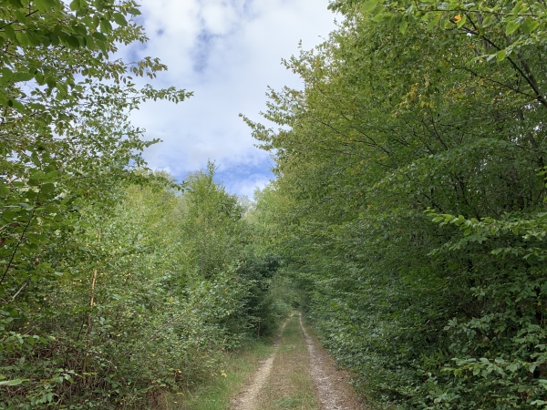 Nous montons sur le massif de la Fontaine du Houx. Pas de panique, nous sommes en Normandie, le mot massif ne désigne rien de méchant pour les molets.