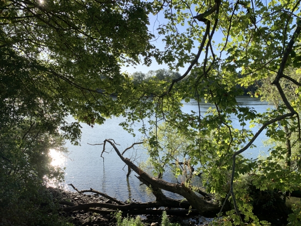 Première boucle. Les chemins sont agréables, et plusieurs ouvertures dans la végétation laissent voir la Seine.