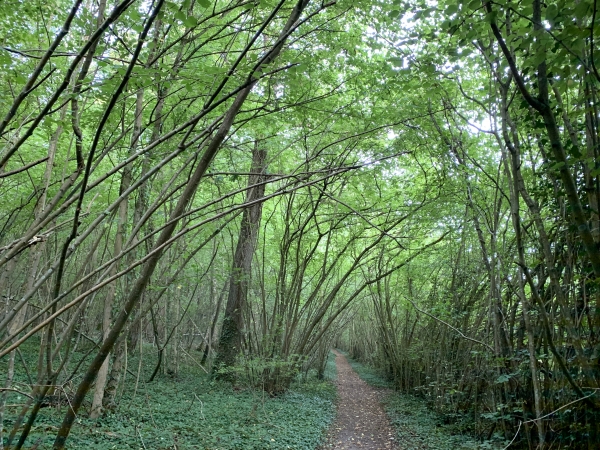 Nous marchons maintenant le long de la pointe nord du Bois de Troussebot.