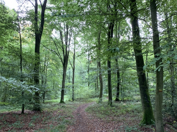 Nous quittons la route forestière de la Marlière au Roi, pour descendre la Butte aux Anglais vers le Val Saint-Pierre.