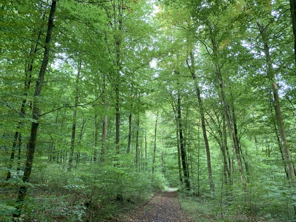 Nous suivons le GRP des Forêts de Haute-Normandie en direction de Vascoeuil.