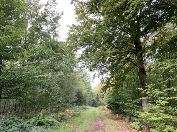 Nous descendons la butte de la Marlière au Roi.