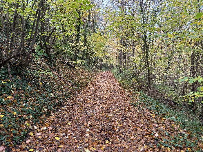 Nous suivons le chemin au sud du bois de la Fayel.