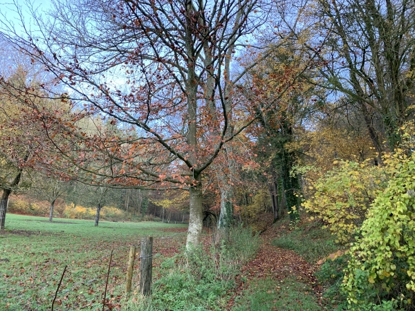 Nous montons dans le charmant Bois de la Chapelle en direction de Grugny.