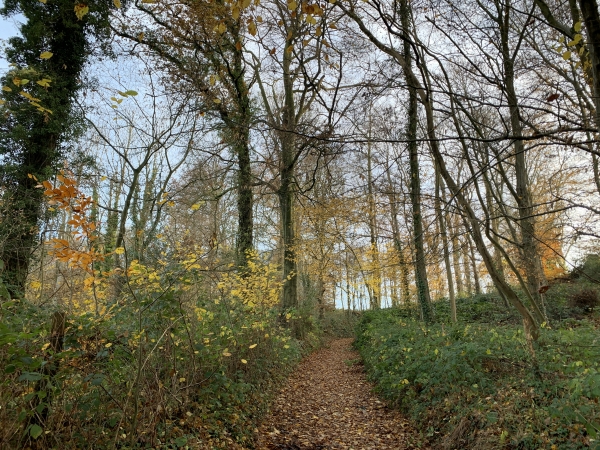 Nous quittons Grugny par le bois de la Côte d'Ormesnil en direction de Frichemesnil.