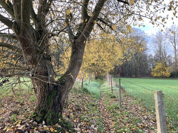 A Authieux-Ratiéville, nous longeons les champs par un étroit sentier en direction du bois de la Futaie.