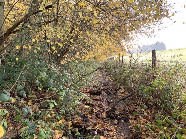 Le sentier qui longe le Bois de la Houssiette manque d'entretien, et par endroits les branches sont basses et le chemin encombré. Rien d'insurmontable.