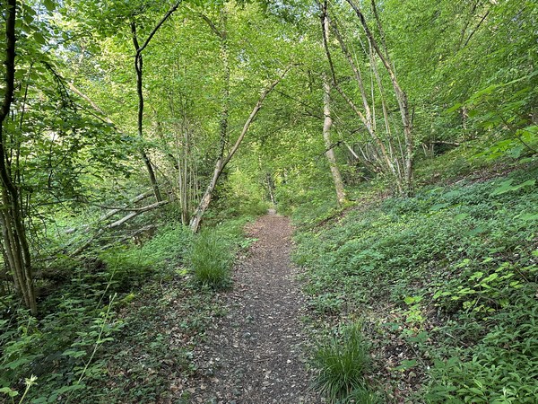 Nous montons le coteau boisé en direction d'Eslette.