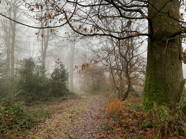 Après la stèle, nous entrons à nouveau en forêt domaniale.