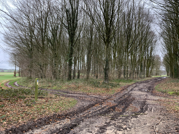Nous n'allons pas jusqu'au château, nous quittons l'allée et tournons ici à gauche.