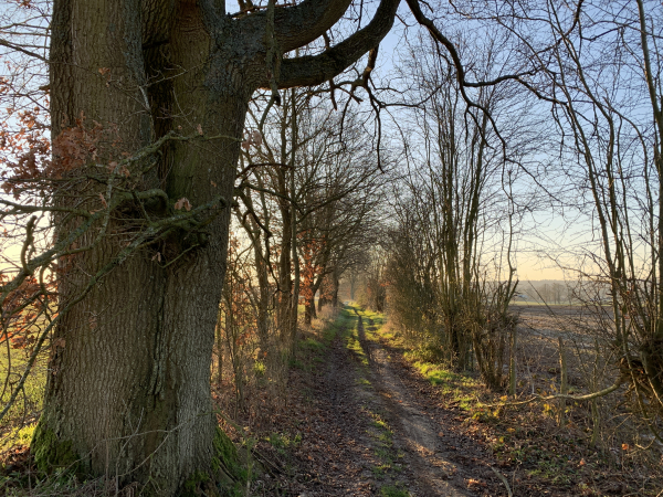Quelques arbres bordent le chemin qui longe les Joncs Marins, ils ne sont pas nombreux sur ce circuit.
