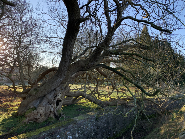 Ginkgo biloba, arbre aux 40 écus, qui pousse le long du saut-de-loup (ha-ha) du château du Thuit-Simer. Curieusement classé parmi les conifères, ses feuilles deviennent jaune d'or en automne, d'où son surnom. La longévité du Ginkgo est exceptionnelle : dans son milieu naturel en chine, il peut vivre 4000 ans !