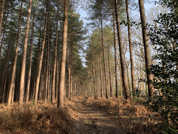 Nous sommes au lieu-dit les Trous Fumeux. Cavités réputées pour exhaler de la brume par temps froid, la légende voulait que les moines, pendant la révolution, avaient caché les trésors de l'abbaye dans ces trous protégés par le souffle du diable...