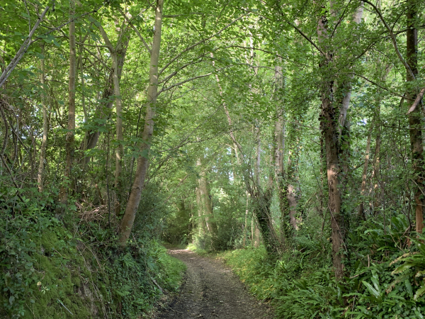 Le Chemin du Marmion descend vers le Douet Merderet et remontera ensuite. Les ruisseaux qui descendent vers la mer ont créé des vallons que nous traversons en perpendiculaire avec une série de descentes et montées.