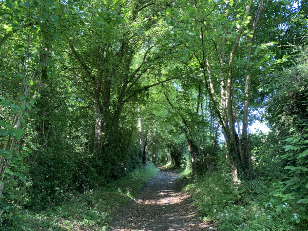 Chemin de la Maladrerie. Nous devions bientôt tourner à droite vers le Chemin du Fort, mais nous décidons de prolonger le plaisir et de continuer sur le GR223.
