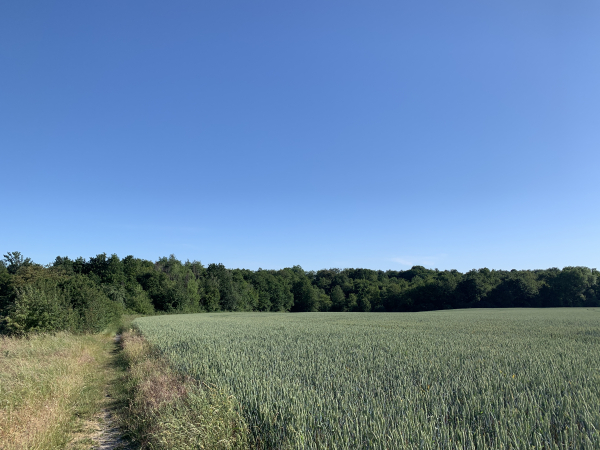 Nous sortons enfin de Goupigny et descendons dans le Bois de la Vallée l'Aunay.