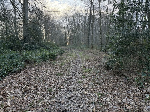 Nous avons retrouvé la forêt et suivons ce large chemin en lisière le long de Ste-Marguerite-sur-Duclair.
