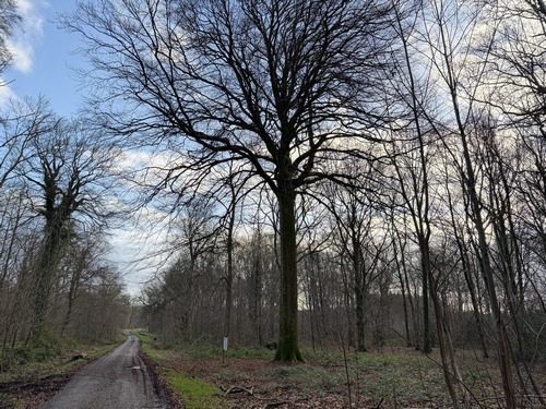 En bordure de la voie forestière, se trouve le Hêtre de Caudebecquet, arbre remarquable de plus 120 ans, digne représentant des hêtraies plantées en Haute-Normandie fin XIXe début XXe.