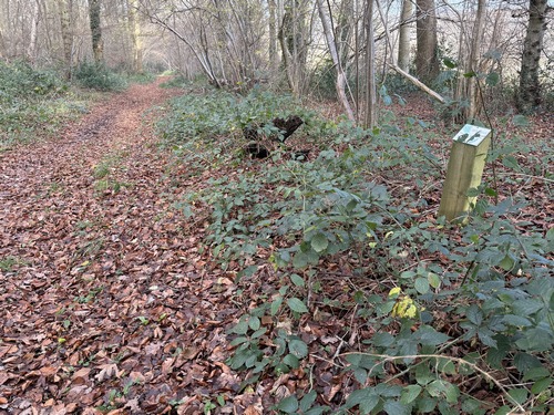 Cette partie du chemin est balisée de panneaux informatifs sur la flore locale.