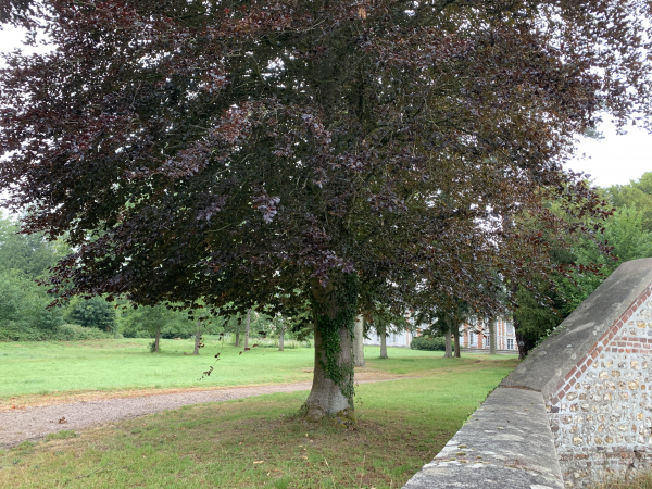 Le château de Beauvoir (XVIIe) est caché derrière ses murs et ses arbres. Construit par Robert d'Esmalleville, gouverneur de Caudebec, il est désormais la propriété du Comité Central du Groupe Public Ferroviaire.