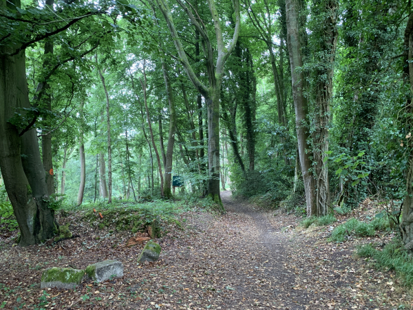 Nous longeons le mur du château de Beauvoir et descendons dans le Bois de la Côte Bailleul.