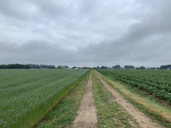 Nous sommes remontés sur le plateau par la rue du Val et la rue de l'Ancienne Eglise. L'ancienne église est désormais une habitation, cachée par la végétation. Nous sommes sur le chemin de la Mi-Voie, entre les champs de lin et de pommes-de-terre, tous en fleur. Les lieux-dits Mi-Voie étaient souvent des relais de poste de diligences.