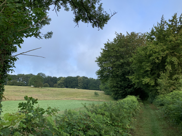 L'Impasse en Caux devient un charmant chemin qui descend vers le vallon de la route du Val-au-Cesne.