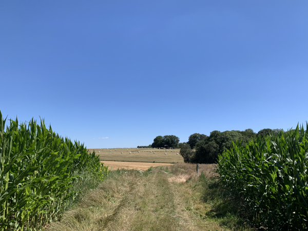 Nous retrouvons le premier d'une longue série de chemins qui alternent ambiances champêtres ou boisées.