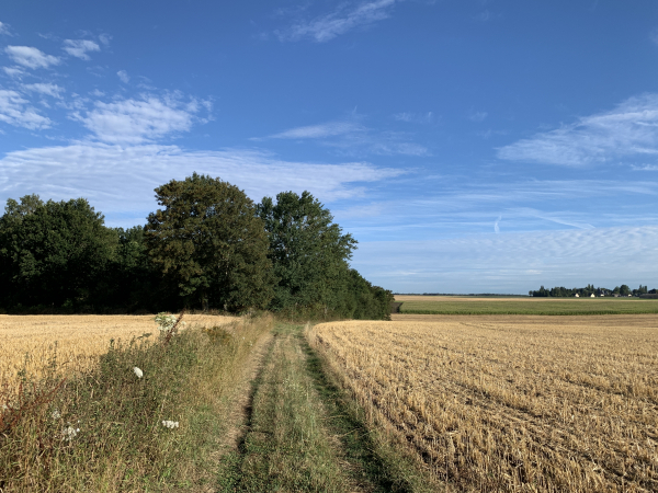 A l'entrée de Frileuse, nous prenons le chemin qui traverse le Fond de la Grange.