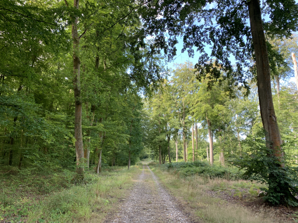 Nous sommes maintenant en forêt domaniale de Lyons.