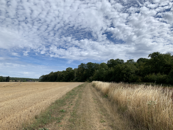 Après le Petit Coudray, nous traversons le bois du Défens pour rejoindre Puchay.