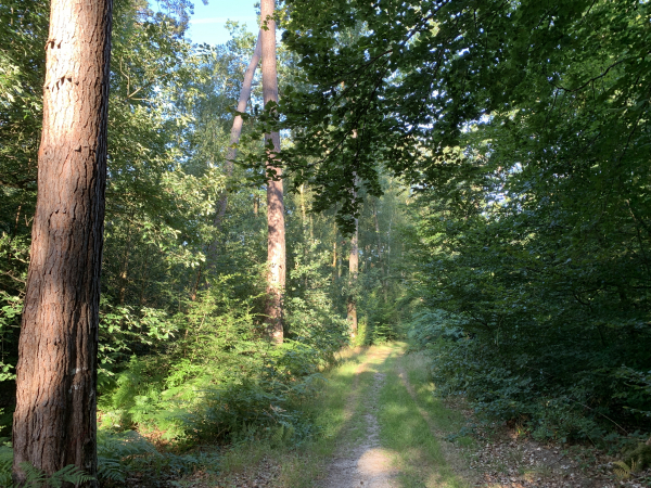 Nous suivons maintenant un charmant chemin dans la forêt domaniale de Brotonne.