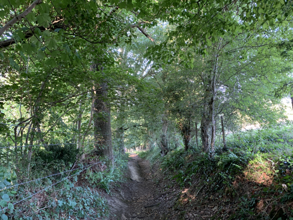 Nous descendons le Bois des Vertus en direction de la vallée de la Scie.