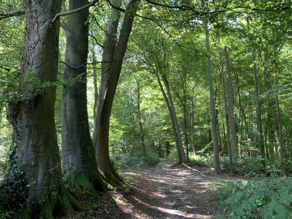 Bois de la Côte, nous approchons de Longueville-sur-Scie.