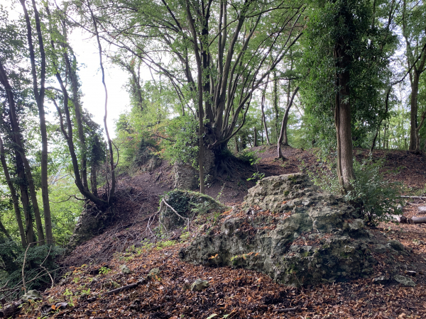 Ruines du château Fouet, construit par Richard Coeur de Lion au XIIe siècle. En arrière plan, le hêtre de la Roche-Fouet, arbre remarquable, est un ensemble de plusieurs hêtres imbriqués dans une ancienne tour du château.