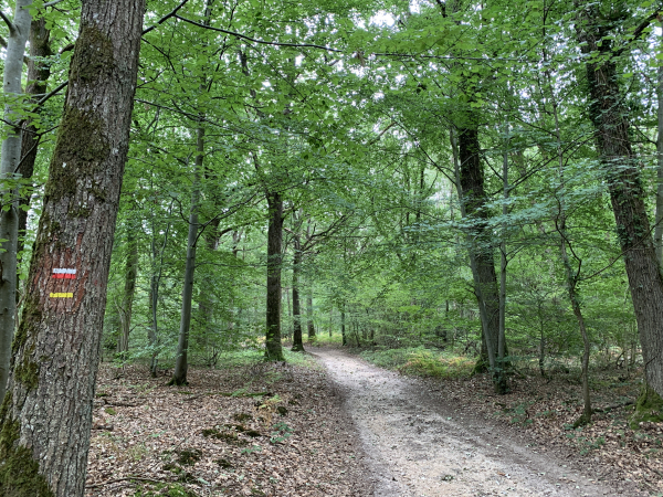 Après Hondouville, nous suivons le GR222 et montons dans le Bois de Carcouet.