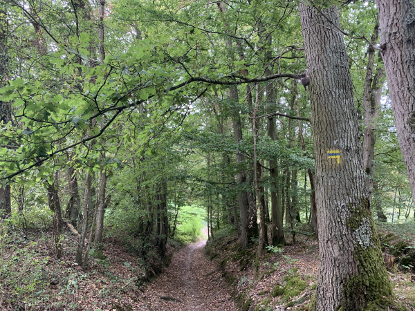 Dans le Bois Rotrou, nous quittons les GR pour suivre l'ancienne voie romaine du Tumulus qui traverse le Bois de St-Michel.