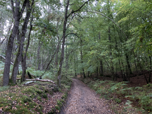 Nous suivons les larges chemins empierrés des bois de Barc jusqu'au GR224.