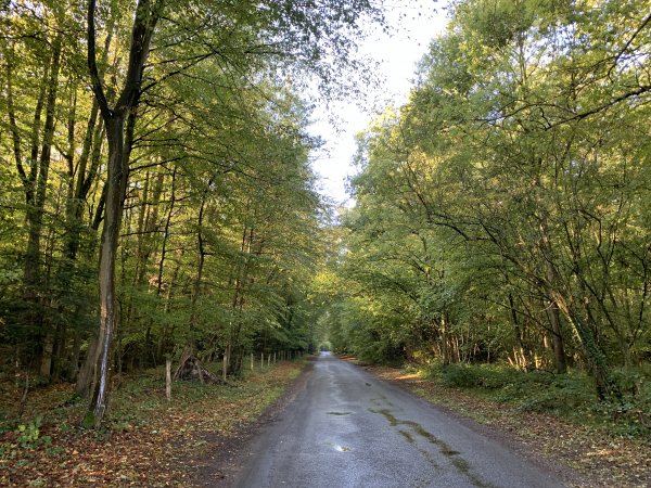 Nous entrons dans le Bois de Saint-Léger par la rue du Clair de Lune. Nous allons quitter la rue pour suivre le chemin des Vignes, dans le bois, jusqu'au centre du bourg.
