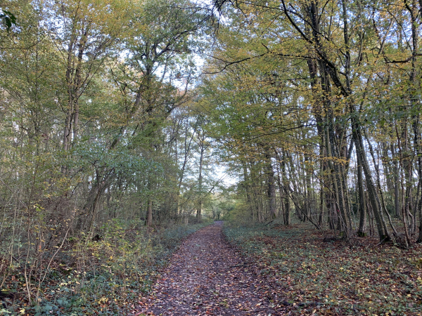 Nous avons quitté la route pour monter au bois du Moulin et suivre le chemin de la Mare Roger vers le Plessis-Hébert.