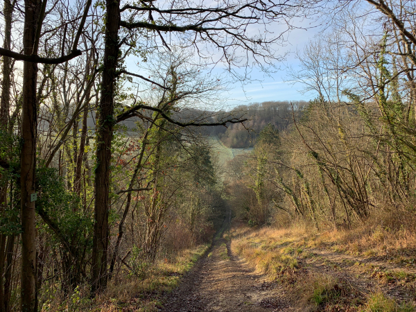 Juste avant le Bois Ricard, notre chemin descend dans la vallée du Bois Bicot. On distingue, en face, le chemin qui remonte ensuite vers le Bois Ricard.