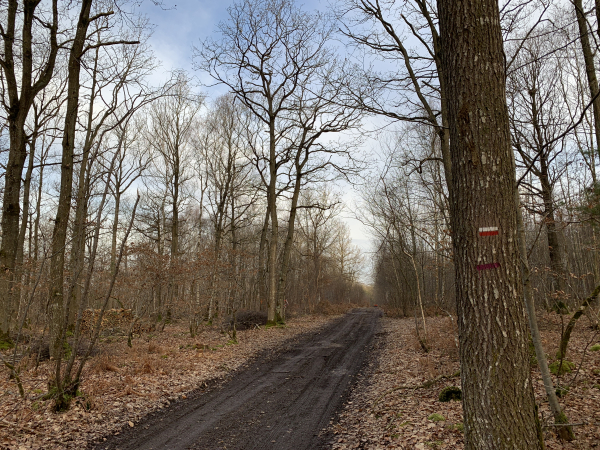 Après la sortie du bourg de Conchez (Grosley-Sur-Risle), nous entrons dans le bois de Conchez sur le GR224.