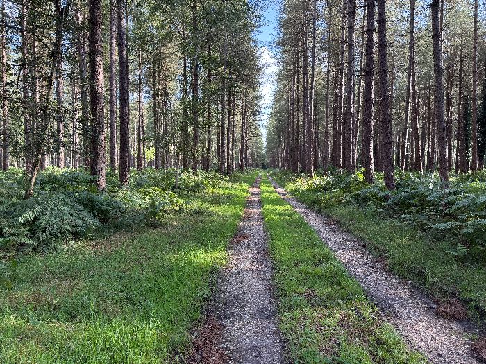 J'arrive sur la voie forestière au Faisan, qui traverse ici une pinède.