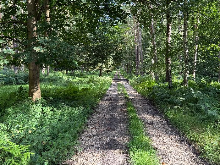 La voie forestière au Faison rejoint la voie au Rossignol bordée ici d'une rangée de châtaigniers. Plusieurs allées perpendiculaires permettent de rejoindre la voie forestière au Loup, et ainsi adapter la longueur du circuit.