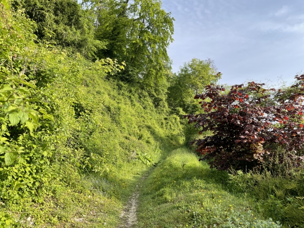 Nous montons en forêt de Jumièges.