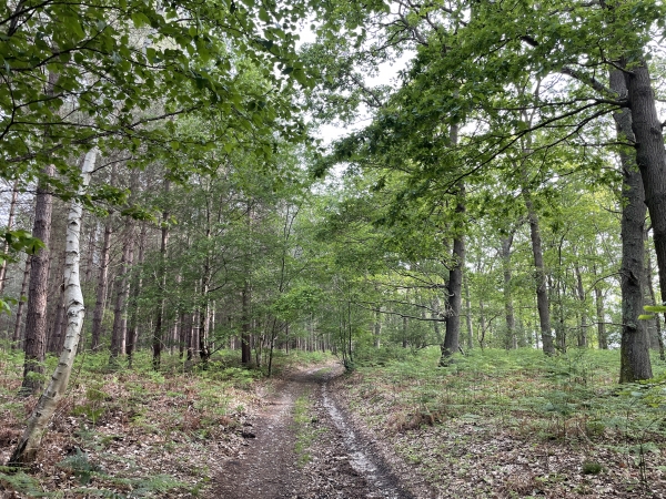 Nous voilà en forêt de Jumièges. Nous décidons de faire une boucle dans les bois avant de revenir vers le sud.