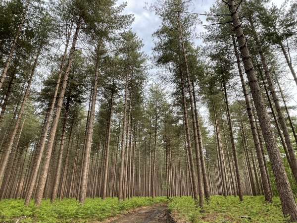 La forêt de Jumièges offre plusieurs paysages différents. Ici, c'est sa version pinède.