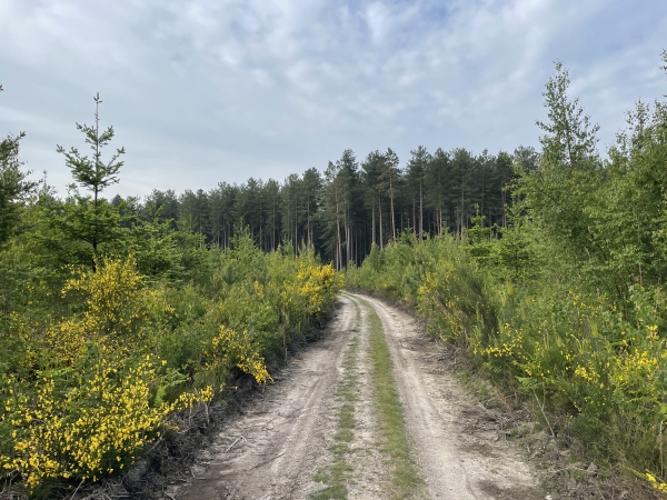 Nous avons rejoint le chemin qui traverse le golf de Jumièges, mais nous allons le quitter en suivant des chemins coupe-feux.