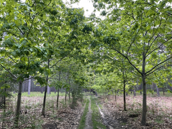 Encore un exemple de la varité des paysages de la forêt de Jumièges.