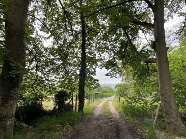 Nous sortons de la forêt au niveau de la rue des Frondelles.